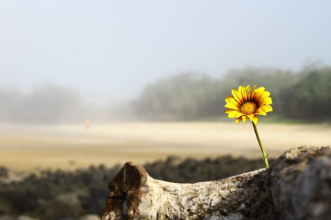 Flower growing in the dessert