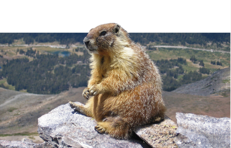 MarmotaMarchApril2023