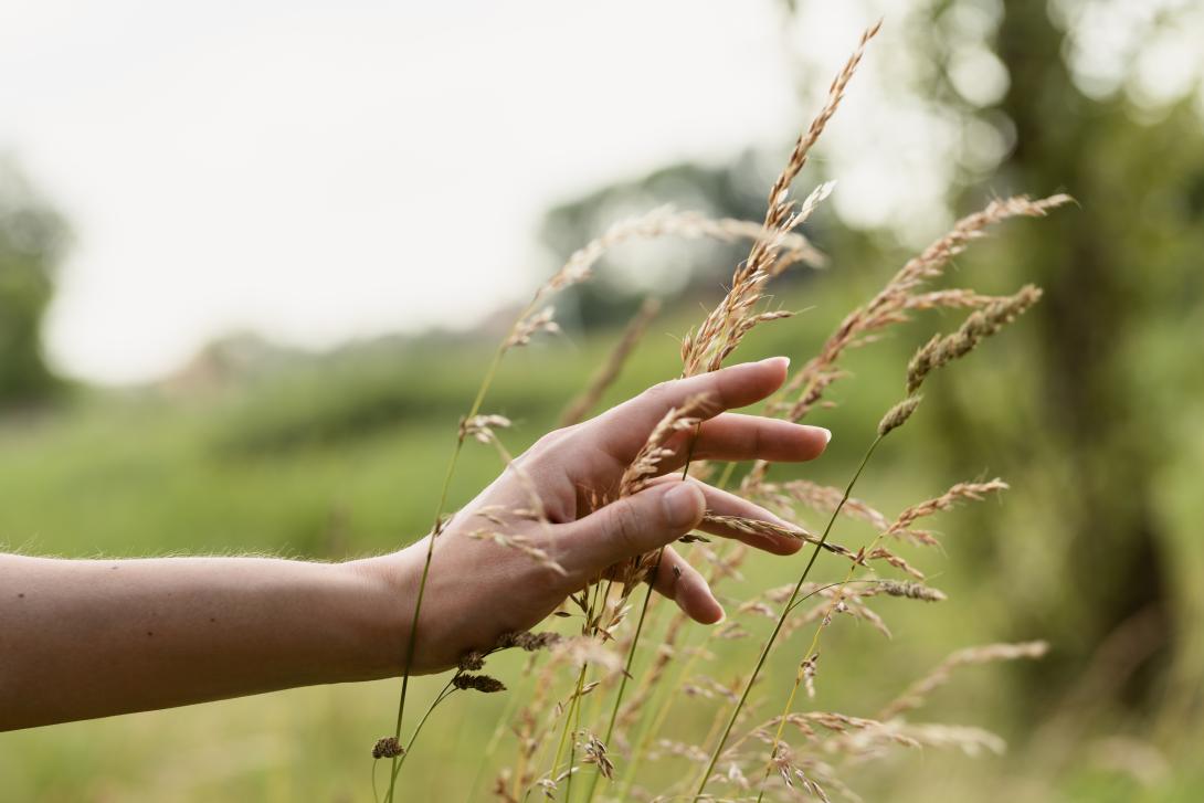 A hand with wheat