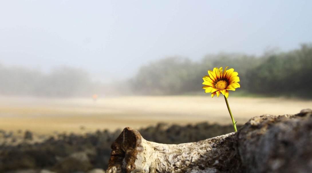 Flower growing in the dessert